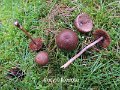 Inocybe flocculosa-amf1035